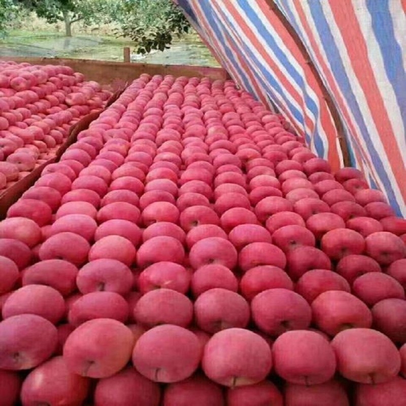 Blush Red Paper Bagged FUJI Fresh Apples