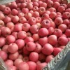 Blush Red Paper Bagged FUJI Fresh Apples