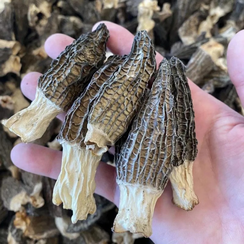 Handpicked Dried Morel Mushrooms for Exquisite Gourmet Dishes