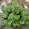 Foliage Plants Calathea Makoyanae. Morr Indoor and Outdoor Decoration Potted Plants