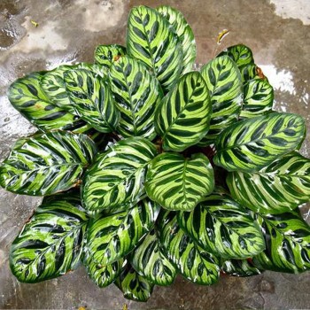 Foliage Plants Calathea Makoyanae. Morr Indoor and Outdoor Decoration Potted Plants