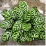Foliage Plants Calathea Makoyanae. Morr Indoor and Outdoor Decoration Potted Plants