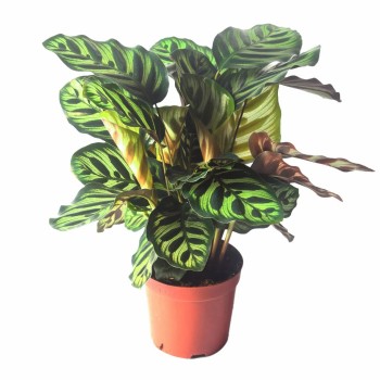Foliage Plants Calathea Makoyanae. Morr Indoor and Outdoor Decoration Potted Plants
