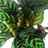 Foliage Plants Calathea Makoyanae. Morr Indoor and Outdoor Decoration Potted Plants