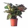 Foliage Plants Calathea Makoyanae. Morr Indoor and Outdoor Decoration Potted Plants