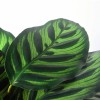 Foliage Plants Calathea Makoyanae. Morr Indoor and Outdoor Decoration Potted Plants