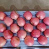 Wholesale Price of Farm Selected High-Quality and Fresh Delicious Red FUJI Apples