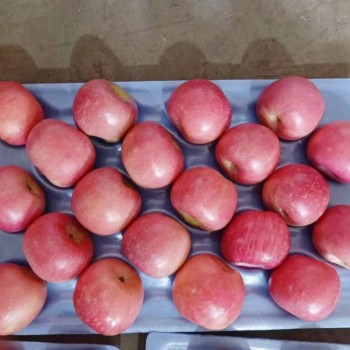 Wholesale Price of Farm Selected High-Quality and Fresh Delicious Red FUJI Apples