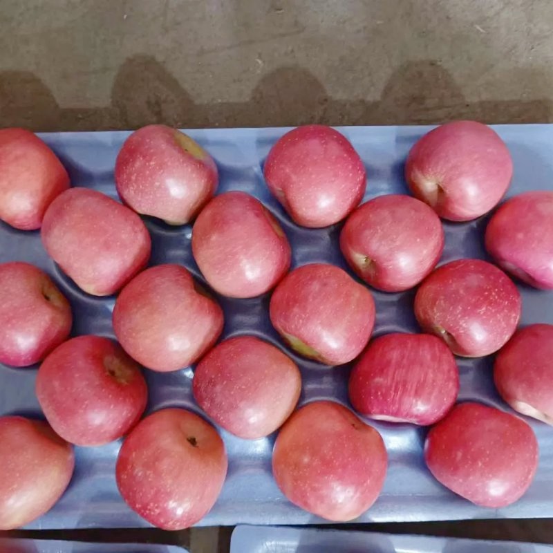 Wholesale Price of Farm Selected High-Quality and Fresh Delicious Red FUJI Apples