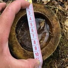 Naturix Moso/Phyllostachys Pubescens Bamboo Seeds for Sale