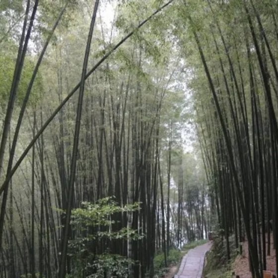 Naturix Moso/Phyllostachys Pubescens Bamboo Seeds for Sale