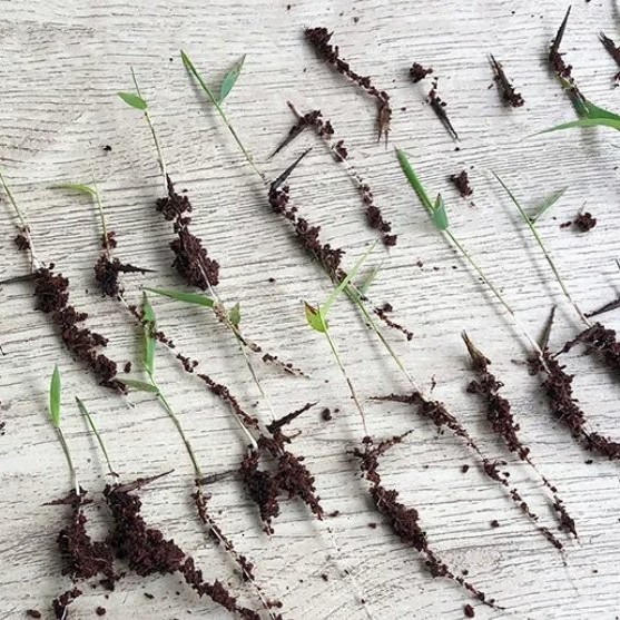 Naturix Moso/Phyllostachys Pubescens Bamboo Seeds for Sale