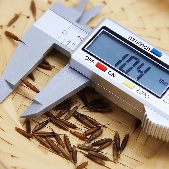 Naturix Moso/Phyllostachys Pubescens Bamboo Seeds for Sale