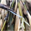 Naturix Moso/Phyllostachys Pubescens Bamboo Seeds for Sale