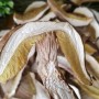 Dried Mushroom Edible Fungus Boletus Edulis Porcini
