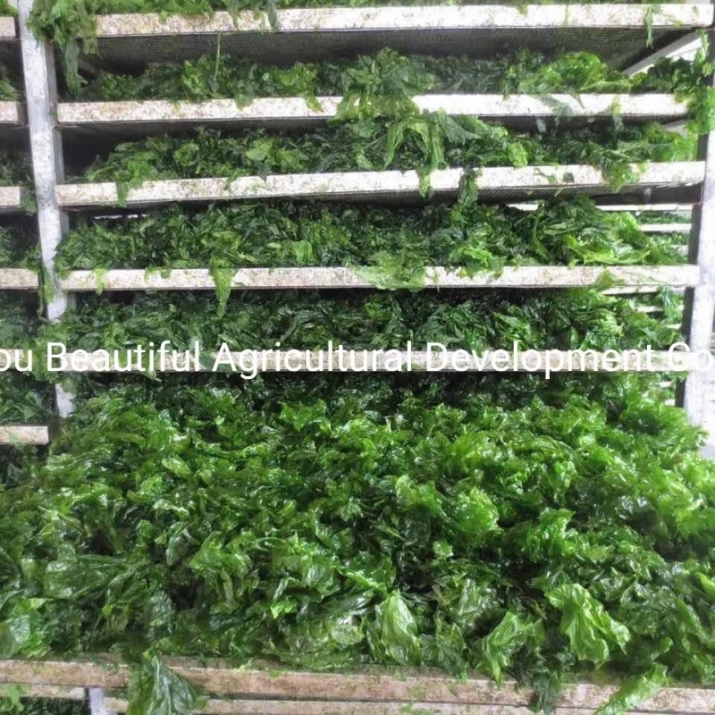 Food Grade Ulva Lactuca/Aonori Seaweed