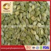 Crop 2025 Shine Skin Pumpkin Seed Kernels AAA Grade