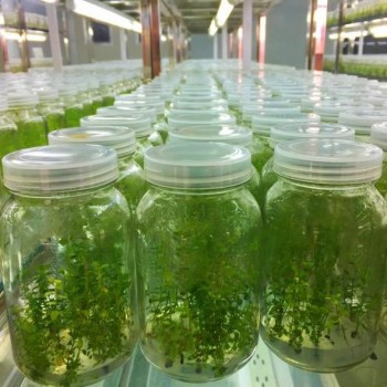 Wholesale Blueberry Tissue Culture Seedlings All Kinds of Fruit Seedlings for Sale