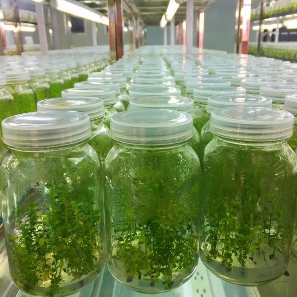 Wholesale Blueberry Tissue Culture Seedlings All Kinds of Fruit Seedlings for Sale