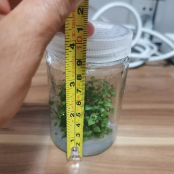 Wholesale Blueberry Tissue Culture Seedlings All Kinds of Fruit Seedlings for Sale