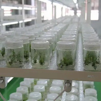 Wholesale Blueberry Tissue Culture Seedlings All Kinds of Fruit Seedlings for Sale