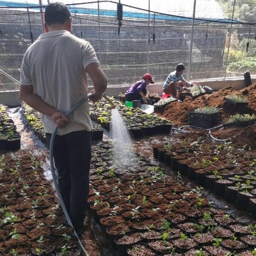 Wholesale Blueberry Tissue Culture Seedlings All Kinds of Fruit Seedlings for Sale