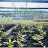 Wholesale Blueberry Tissue Culture Seedlings All Kinds of Fruit Seedlings for Sale