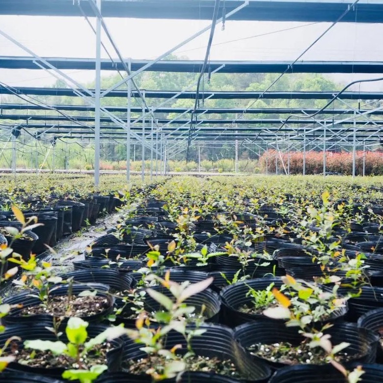 Wholesale Blueberry Tissue Culture Seedlings All Kinds of Fruit Seedlings for Sale
