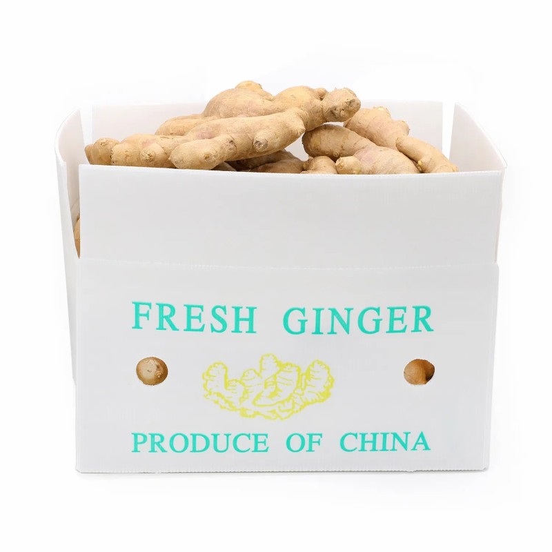 2022 New Crop High Quality Chinese Fresh Ginger for Sale