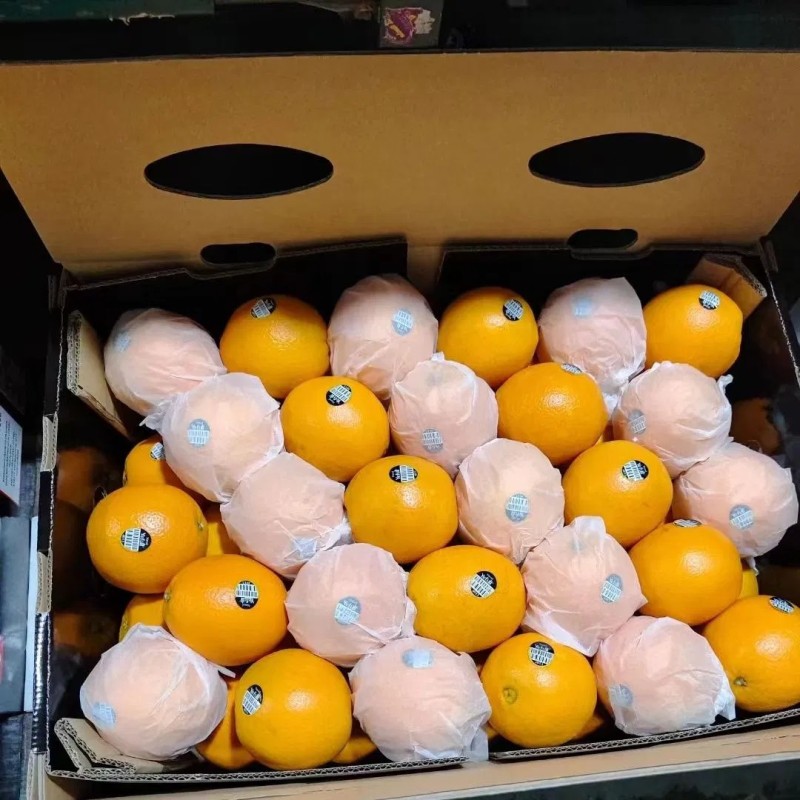 New Crop Navel Orange Super Quality