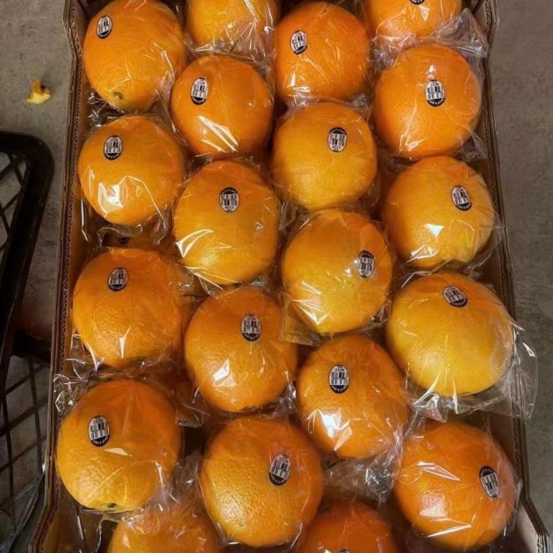 New Crop Navel Orange Super Quality