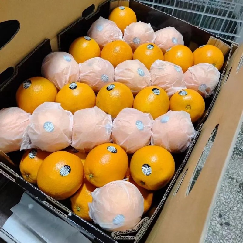 New Crop Navel Orange Super Quality