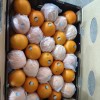 New Crop Navel Orange Super Quality