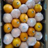New Crop Navel Orange Super Quality