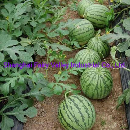 Hybrid F1 Yellow Flesh Watermelon Seeds for Growing-Yellow Cream