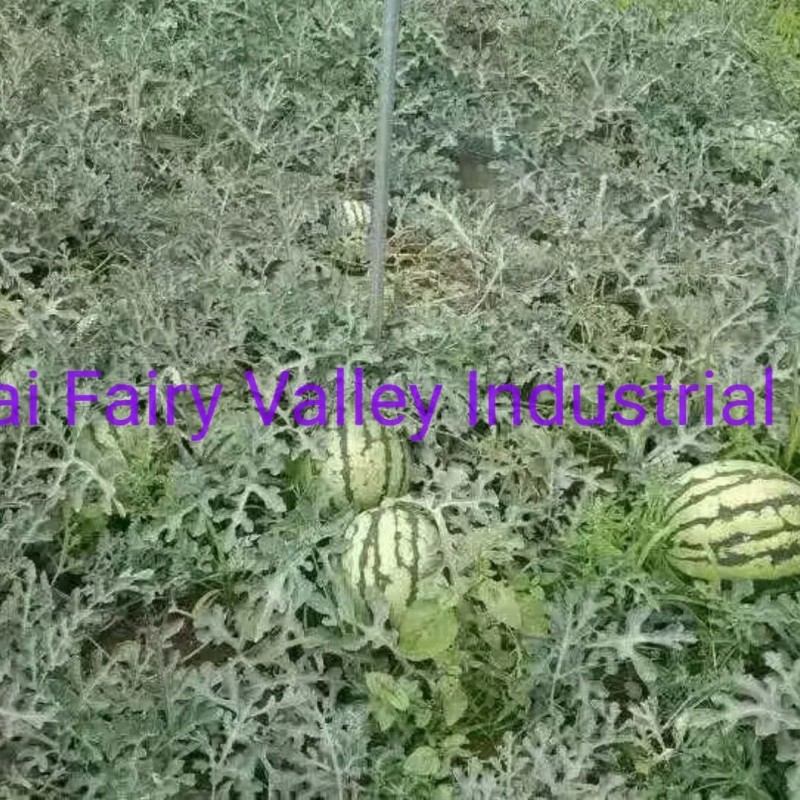 Hybrid F1 Yellow Flesh Watermelon Seeds for Growing-Yellow Cream