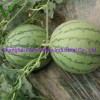 Hybrid F1 Yellow Flesh Watermelon Seeds for Growing-Yellow Cream