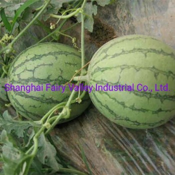 Hybrid F1 Yellow Flesh Watermelon Seeds for Growing-Yellow Cream
