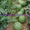Hybrid F1 Yellow Flesh Watermelon Seeds for Growing-Yellow Cream