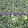 Hybrid F1 Yellow Flesh Watermelon Seeds for Growing-Yellow Cream