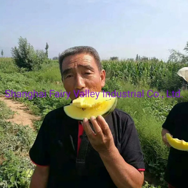 Hybrid F1 Yellow Flesh Watermelon Seeds for Growing-Yellow Cream