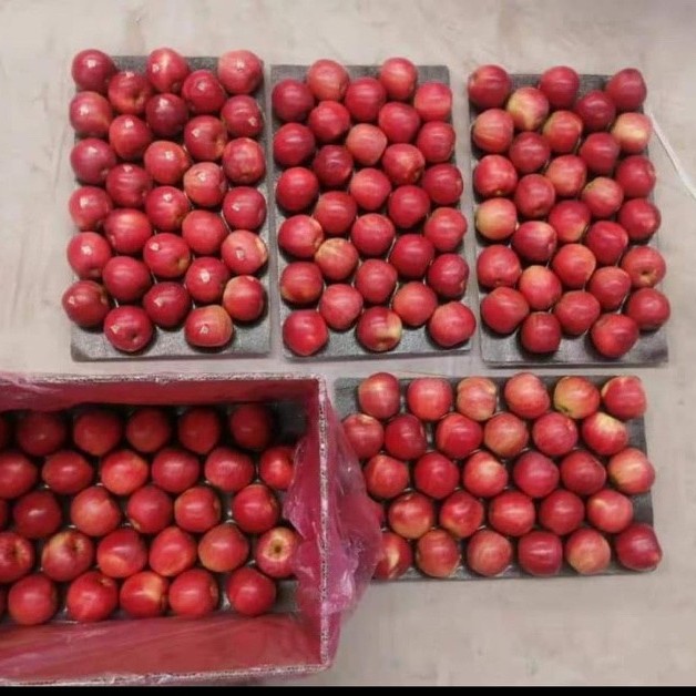 Bangladesh Favorite Fresh Non Bag FUJI Apple Size 138-198