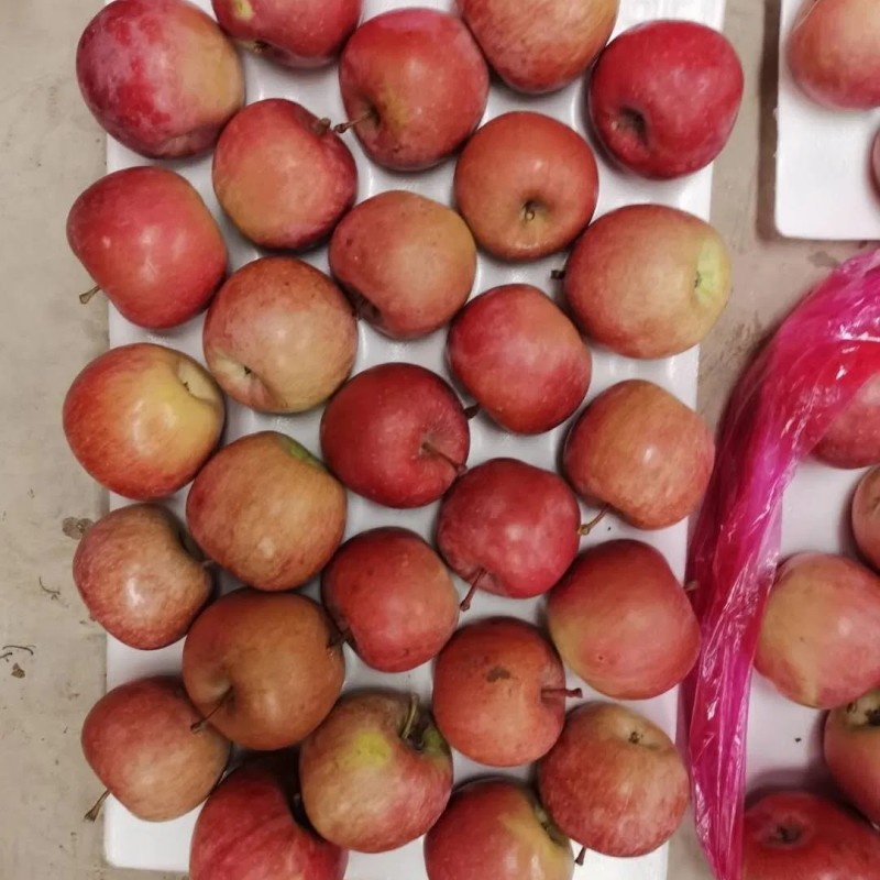 Bangladesh Favorite Fresh Non Bag FUJI Apple Size 138-198