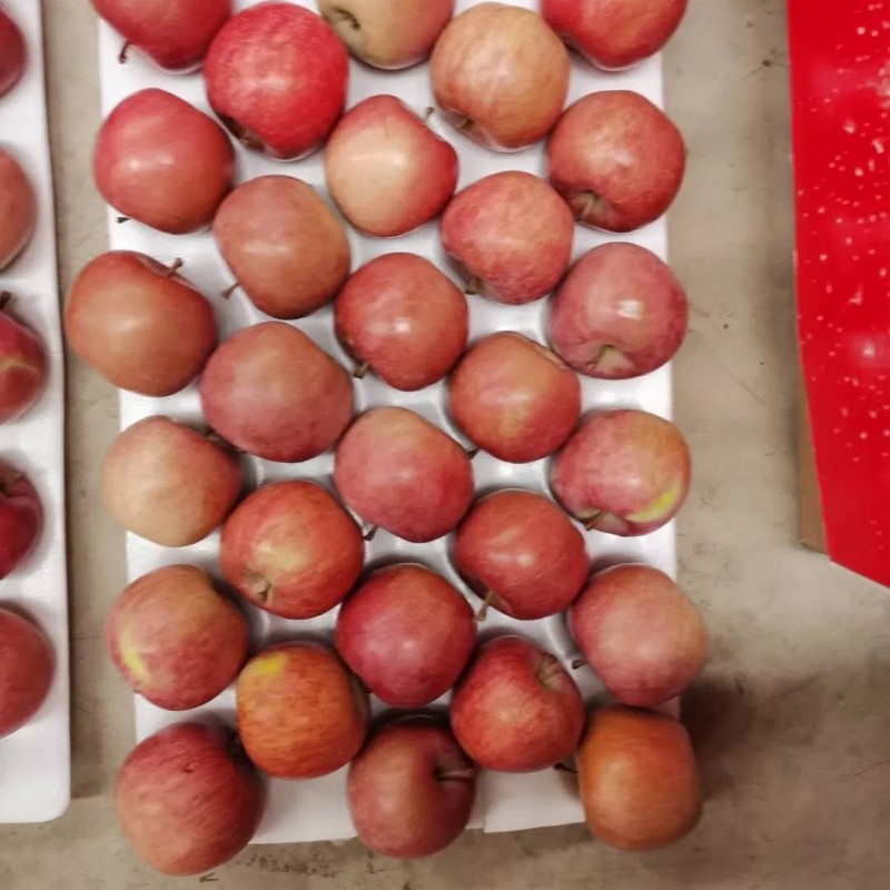 Bangladesh Favorite Fresh Non Bag FUJI Apple Size 138-198