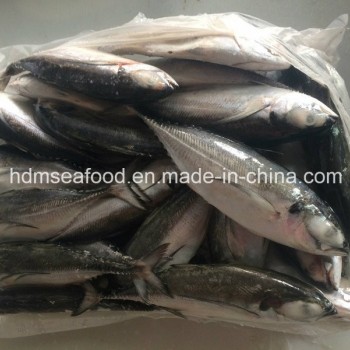 Big Size Hardtail Scad Fish for Sale