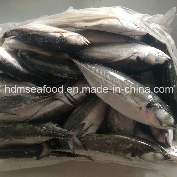Big Size Hardtail Scad Fish for Sale