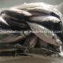 Big Size Hardtail Scad Fish for Sale