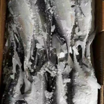 Big Size Hardtail Scad Fish for Sale