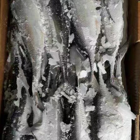 Big Size Hardtail Scad Fish for Sale