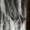 Big Size Hardtail Scad Fish for Sale